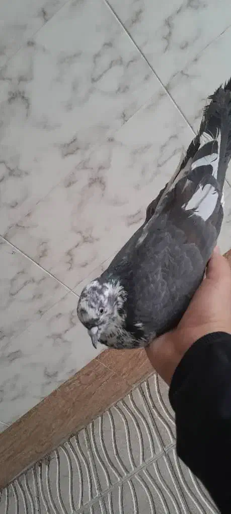 اعددسوسکی پرشی|پرنده|ایلخچی, |دیوار