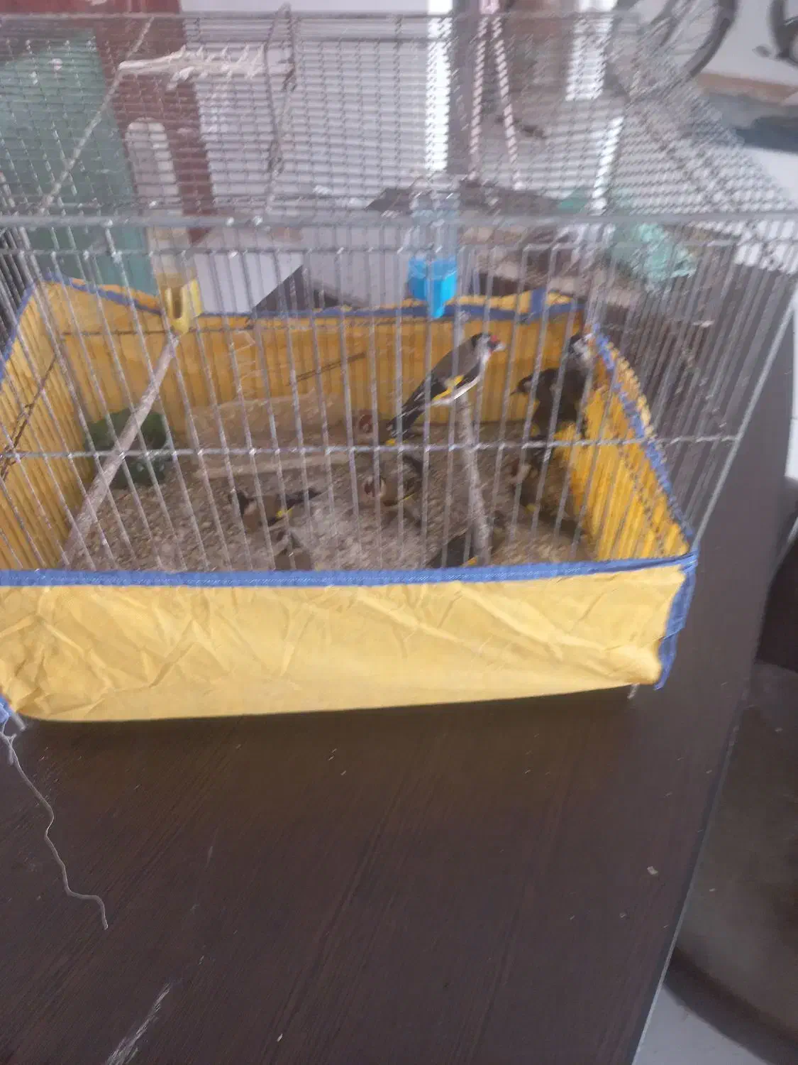 سهره طلایی|پرنده|اردبیل, |دیوار