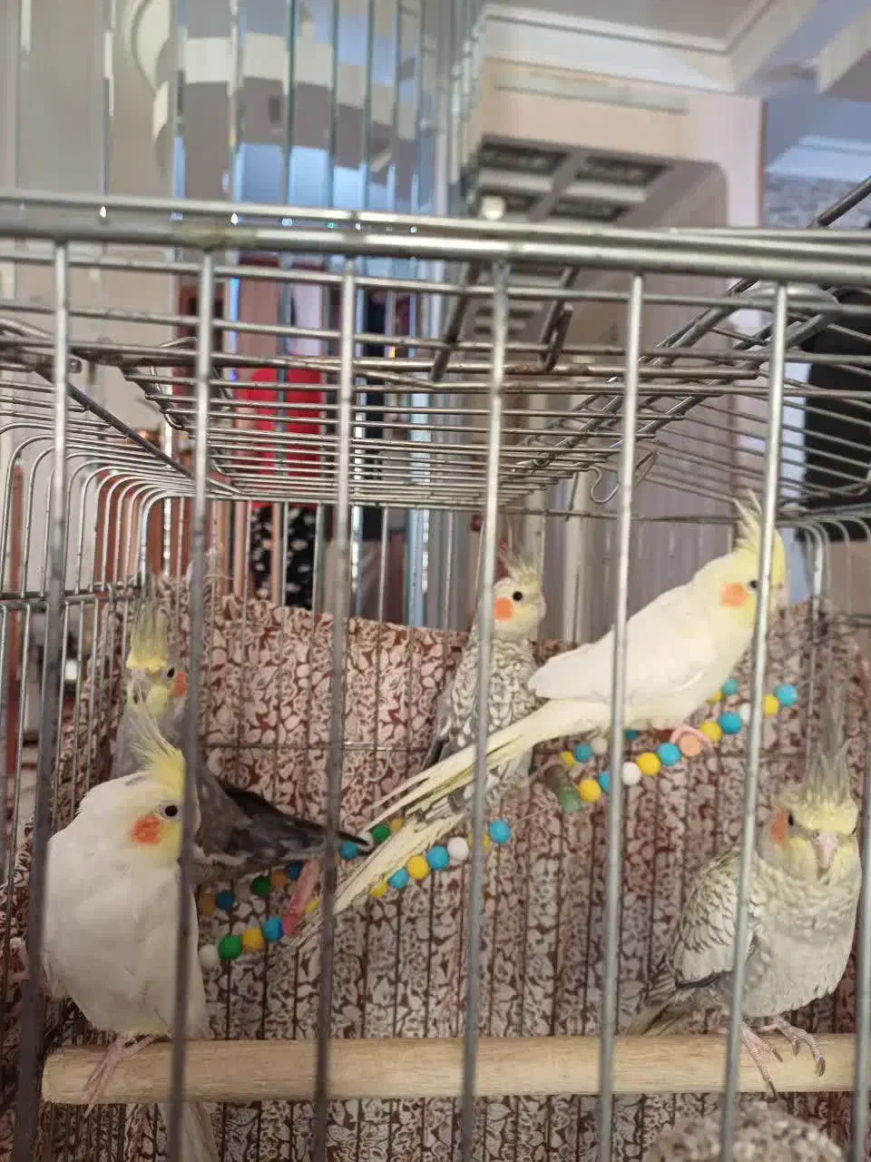 عروس هلندی|پرنده|مشهد, سمزقند|دیوار