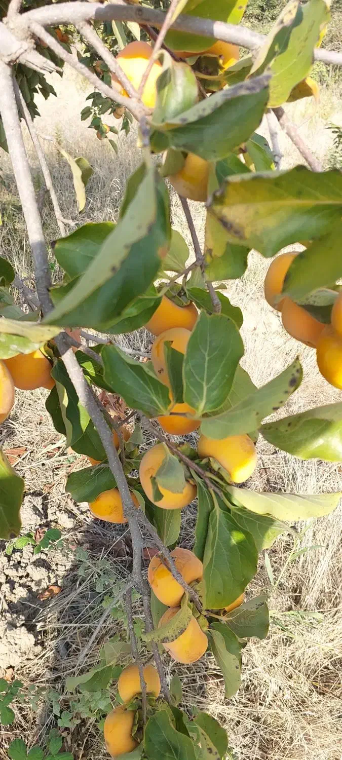 اجاره زمین کشاورزی  به مساحت ۷۰۰۰ متر|اجارهٔ دفتر صنعتی، کشاورزی، تجاری|گرگان, |دیوار