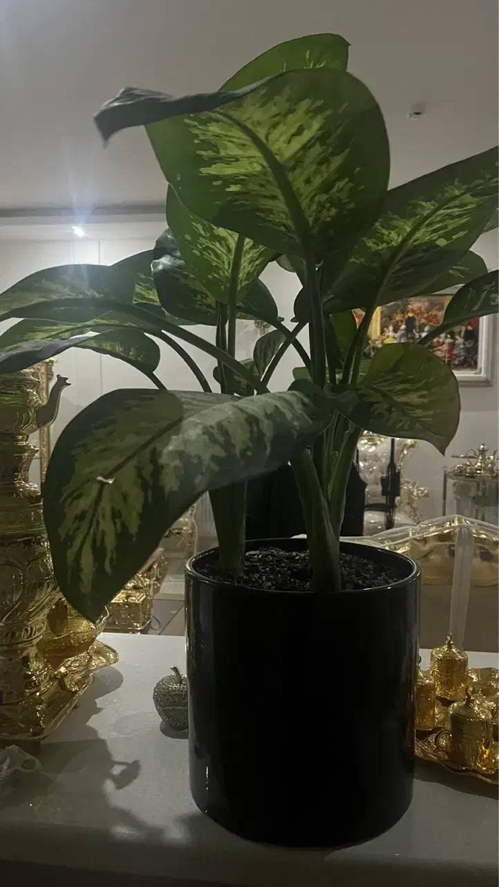 گل طبیعی|گل و گیاه طبیعی|مشهد, فدک|دیوار