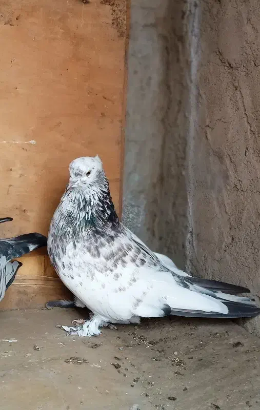 کبوتر ماده|پرنده|آق قلا, |دیوار