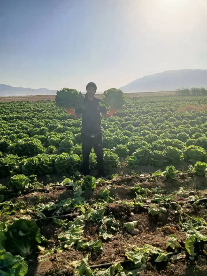 کاهو درجه یک|خوردنی و آشامیدنی|رومشکان, |دیوار