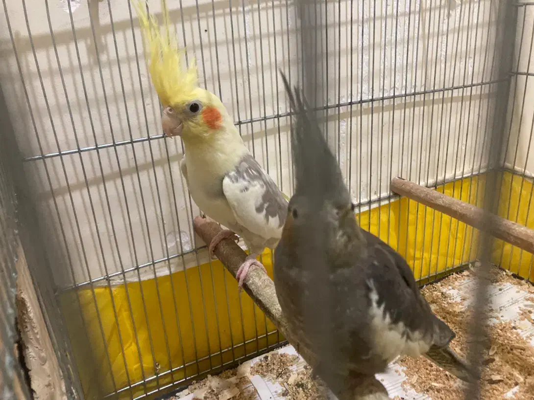 جفت مولد و تک بالغ(جوجه سرلاکی)ملنگو-گیرینچیک|پرنده|رشت, یخسازی|دیوار