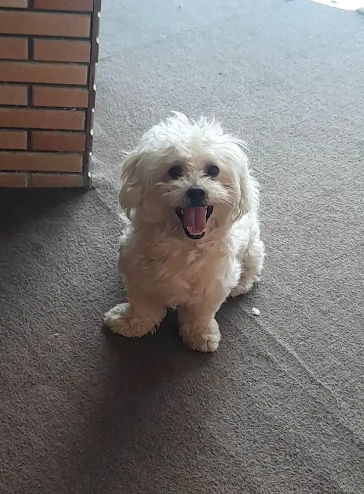 شیتزو بازیگوش نر|سگ|ساری, |دیوار