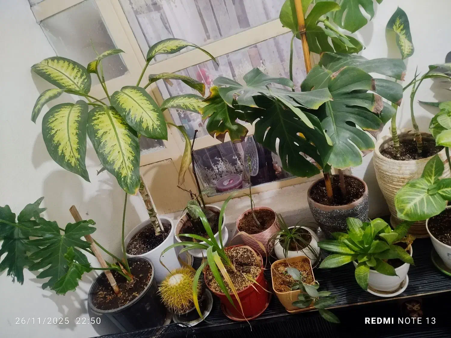 گل طبیعی|گل و گیاه طبیعی|قرچک, ولی آباد|دیوار