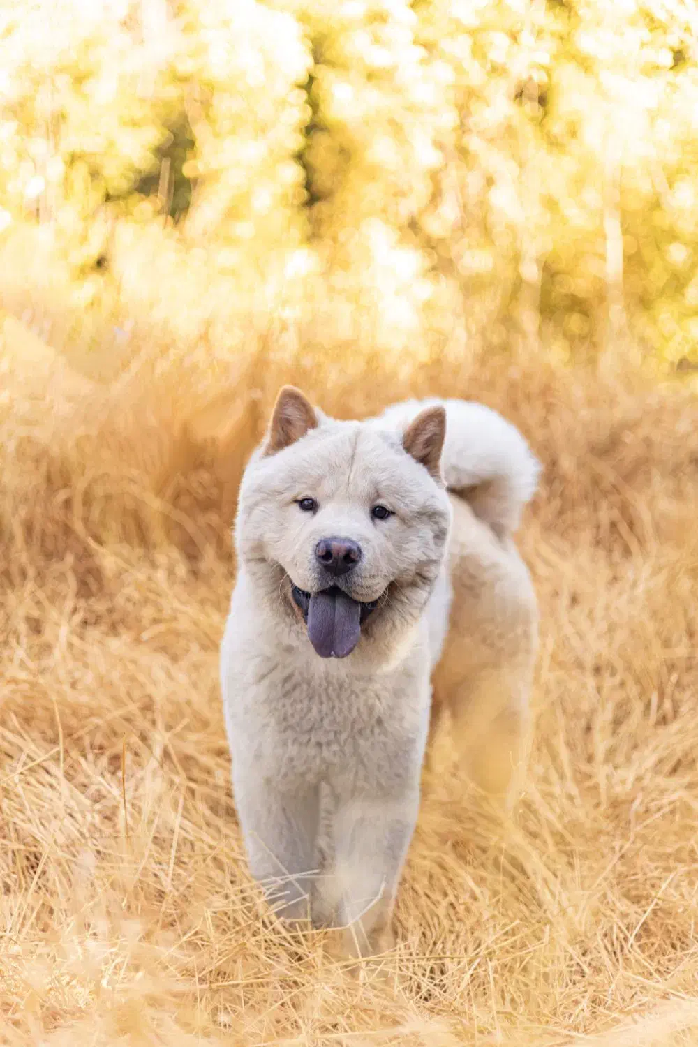 جفت گیری|سگ|مشهد, صیاد شیرازی|دیوار