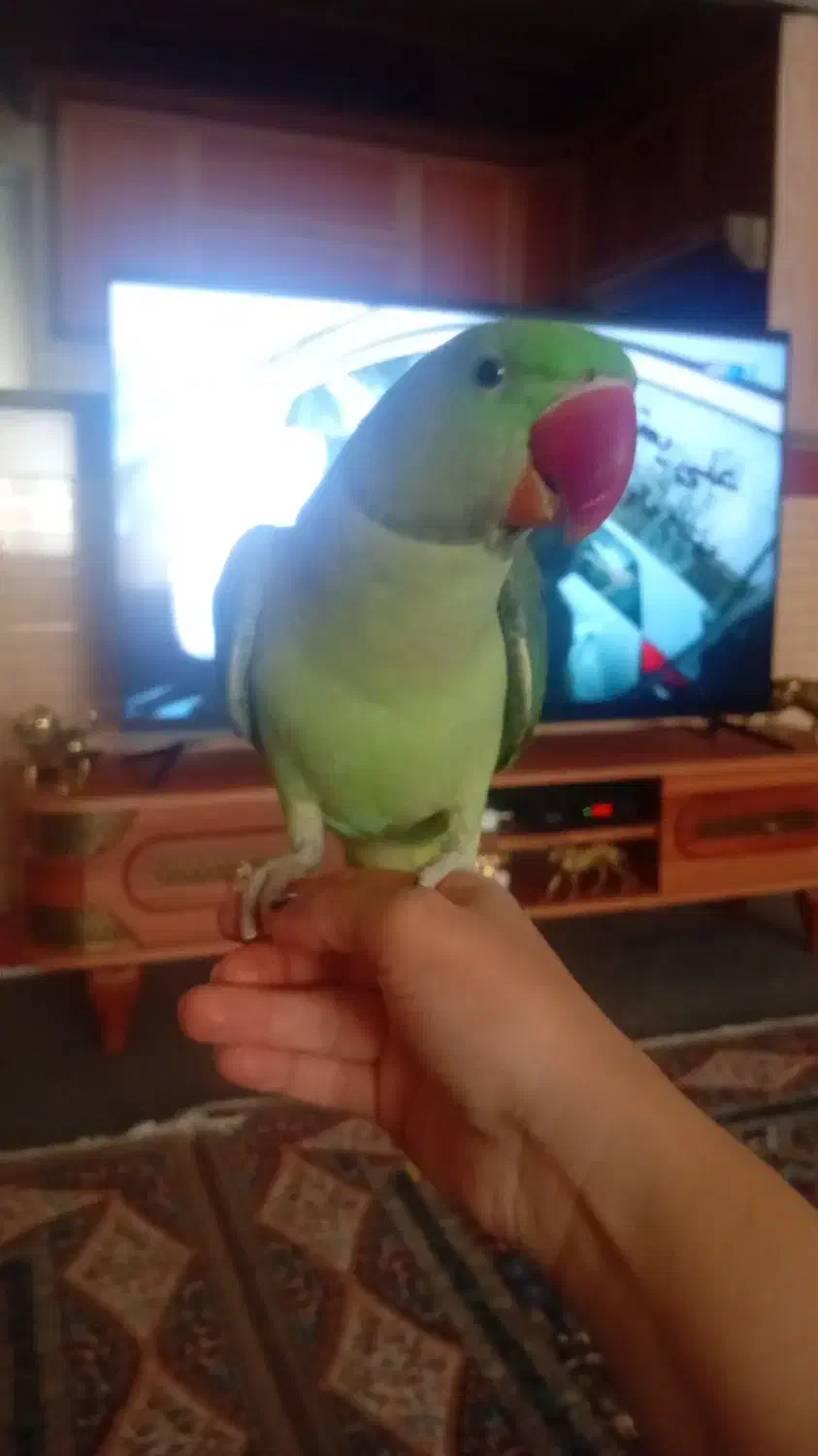 شاه طوطی اسکندری|پرنده|اردبیل, |دیوار