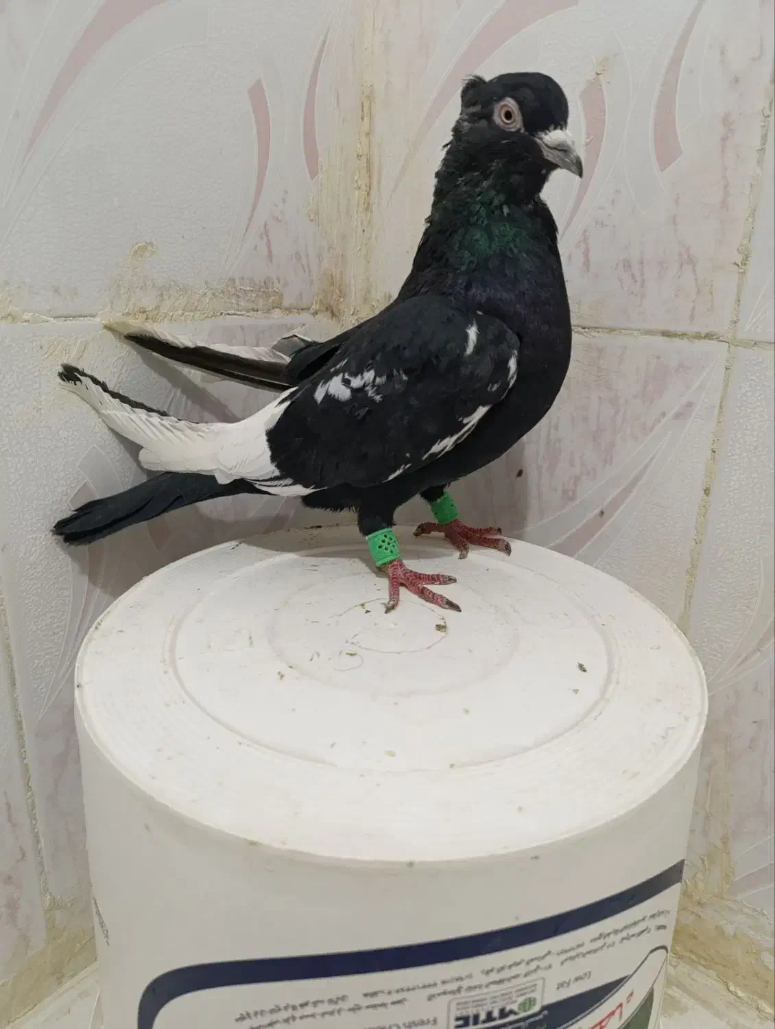 چنتاکفتر|پرنده|چناران, |دیوار