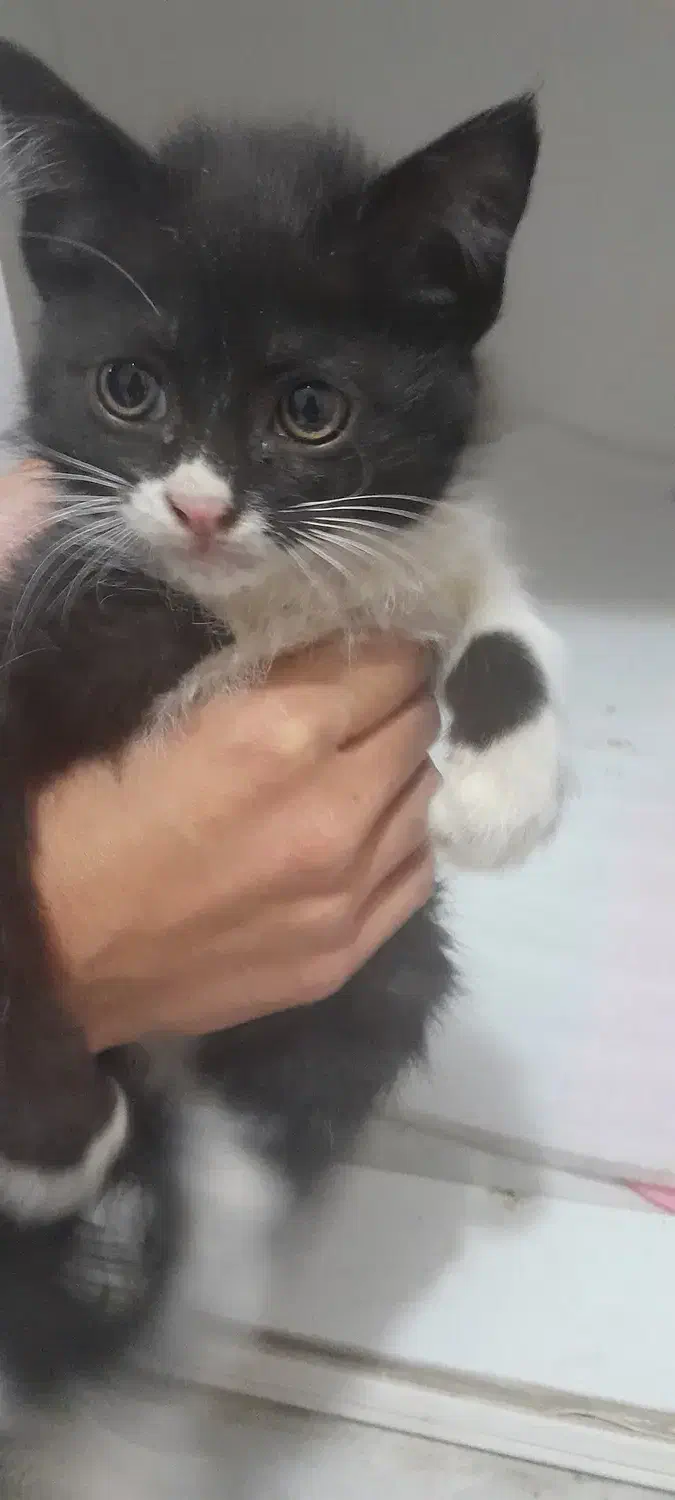 بچه گربه بامزه|گربه|کرمان, |دیوار