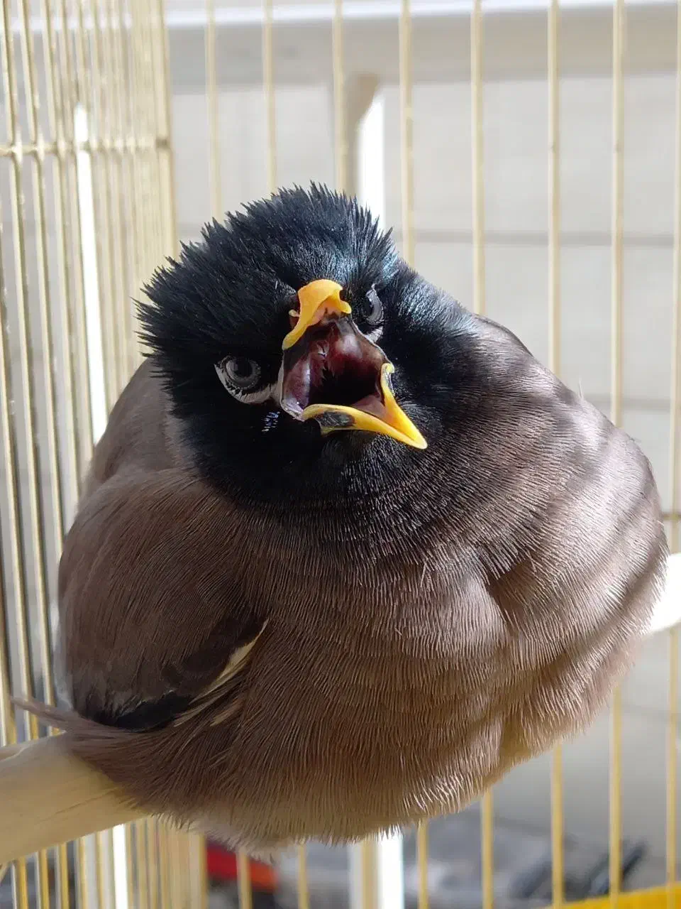 مرغ مینا|پرنده|ری, دولت‌آباد|دیوار