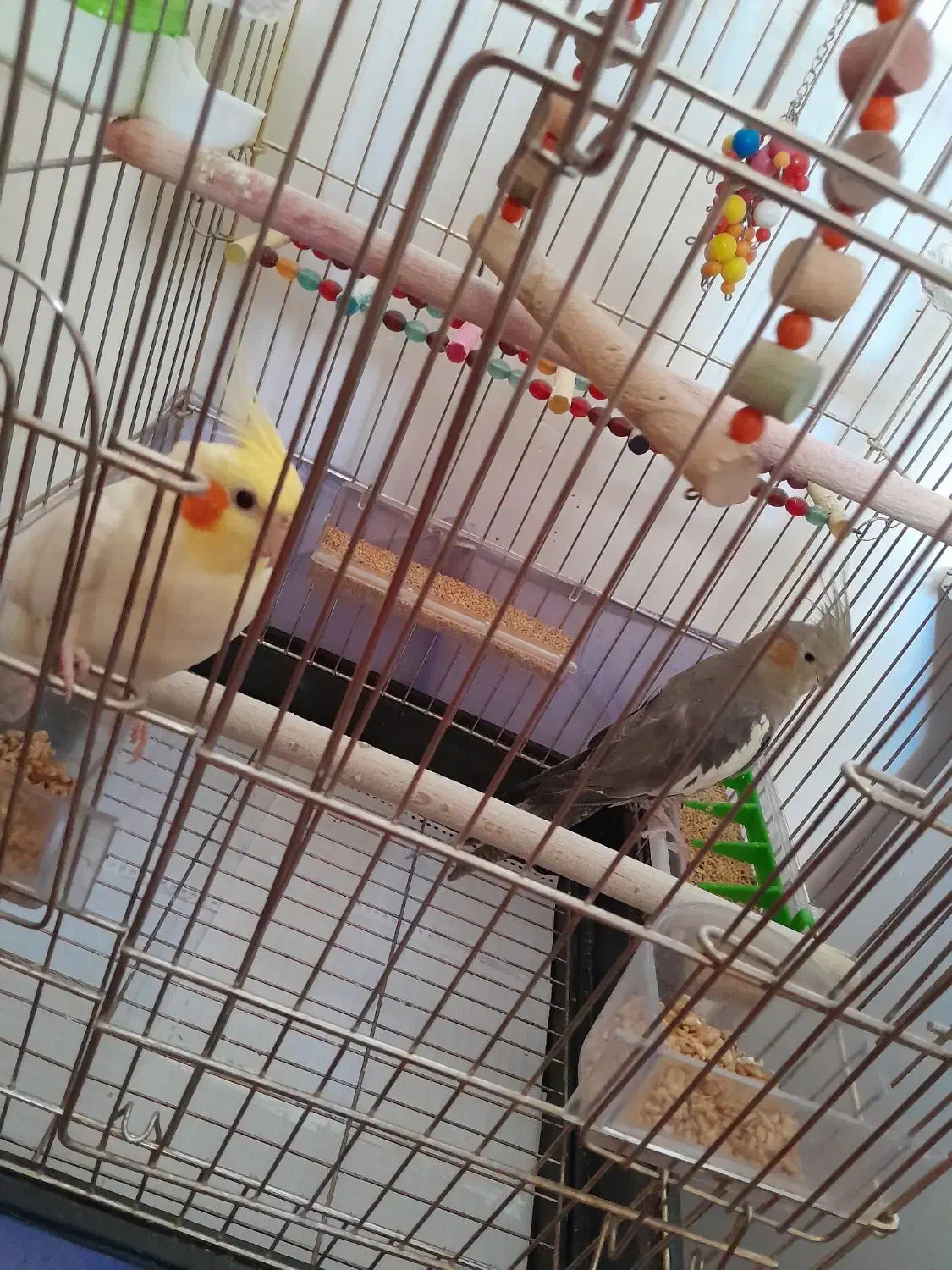 فروش جفت عروس هلندی سالم و اهلی همراه با قفس|پرنده|خسروشاه, |دیوار