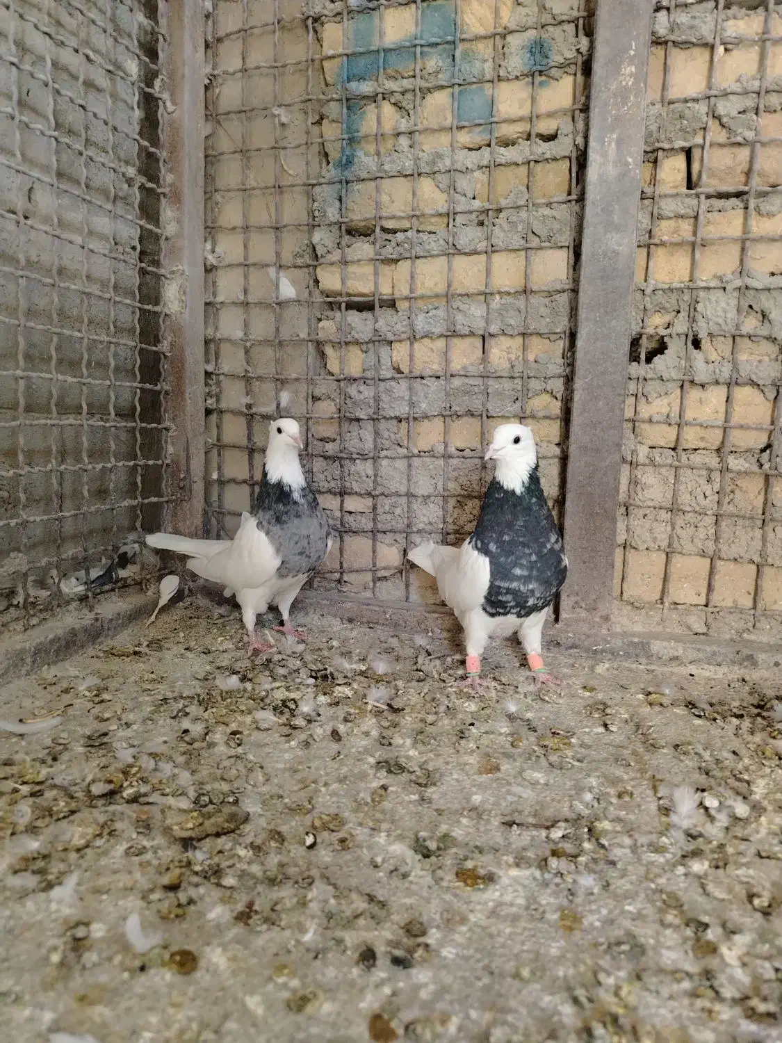 کفتر طوقی|پرنده|تربتحیدریه, بازار|دیوار