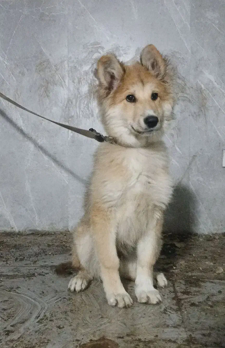 سگ نژاد ژرمن اصیل توله ۴ ماهه|سگ|شهریار, کهنز|دیوار