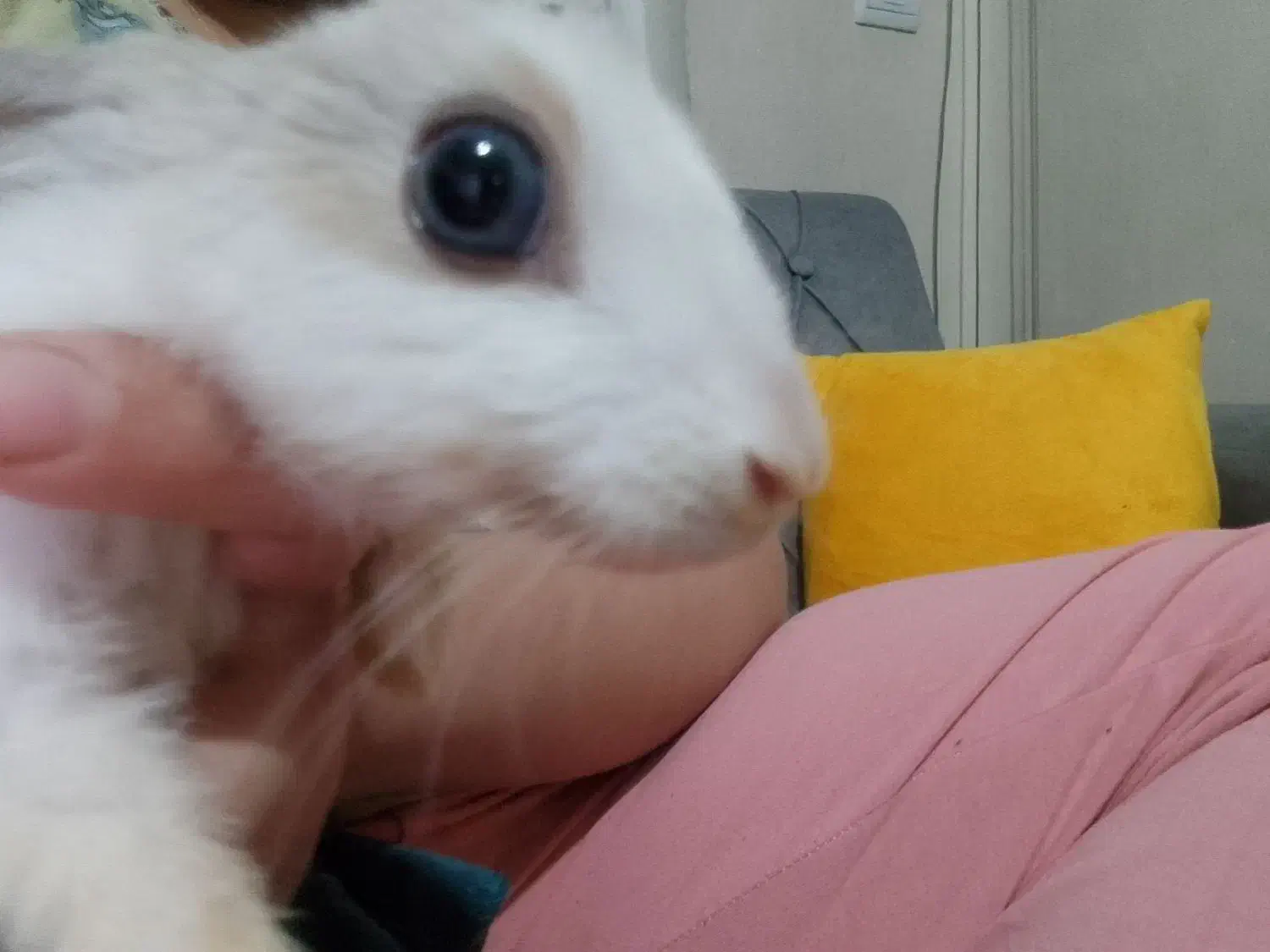 واگذاری خرگوش خانگی|موش و خرگوش|تبریز, |دیوار