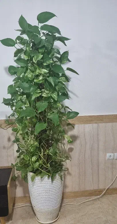گل پوتوس مادر حداقل۹ساله|گل و گیاه طبیعی|گرمسار, |دیوار