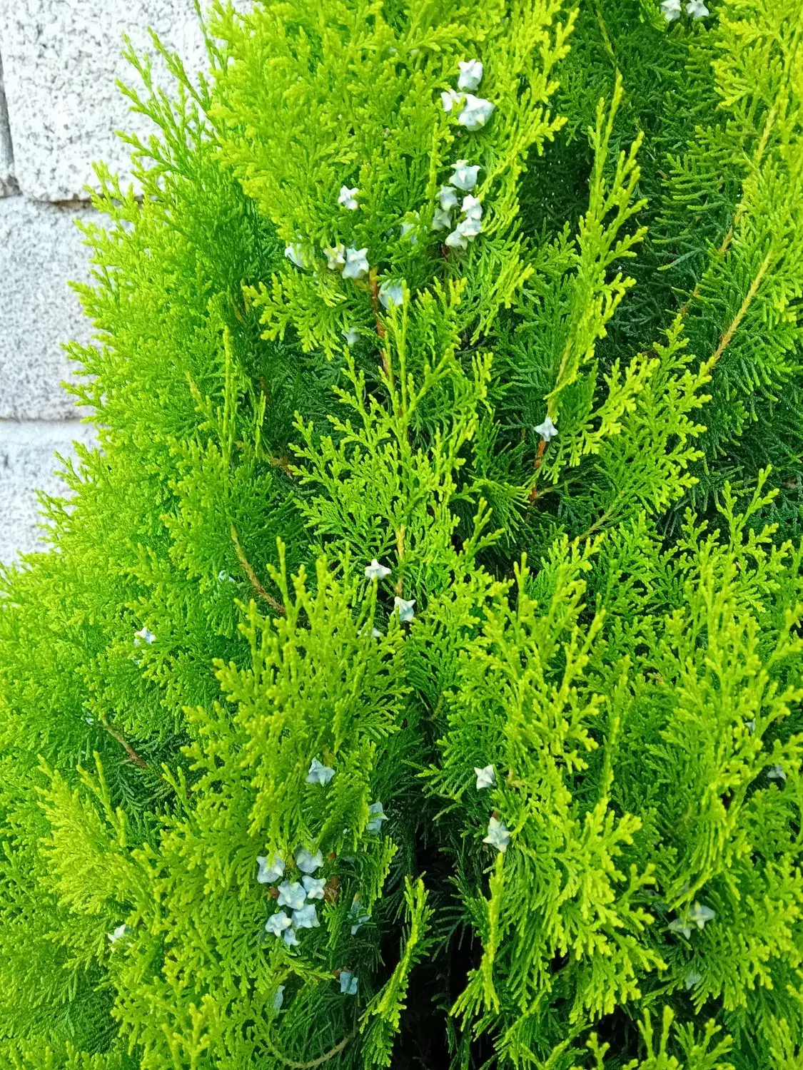 کامیس|گل و گیاه طبیعی|کلاچای, |دیوار