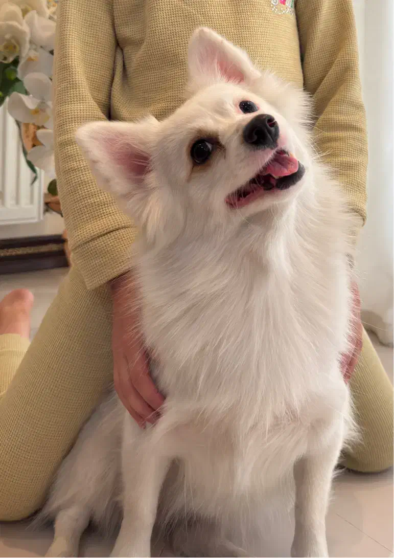 سگ پامرانین|سگ|پاکدشت, پاکدشت (مامازند)|دیوار