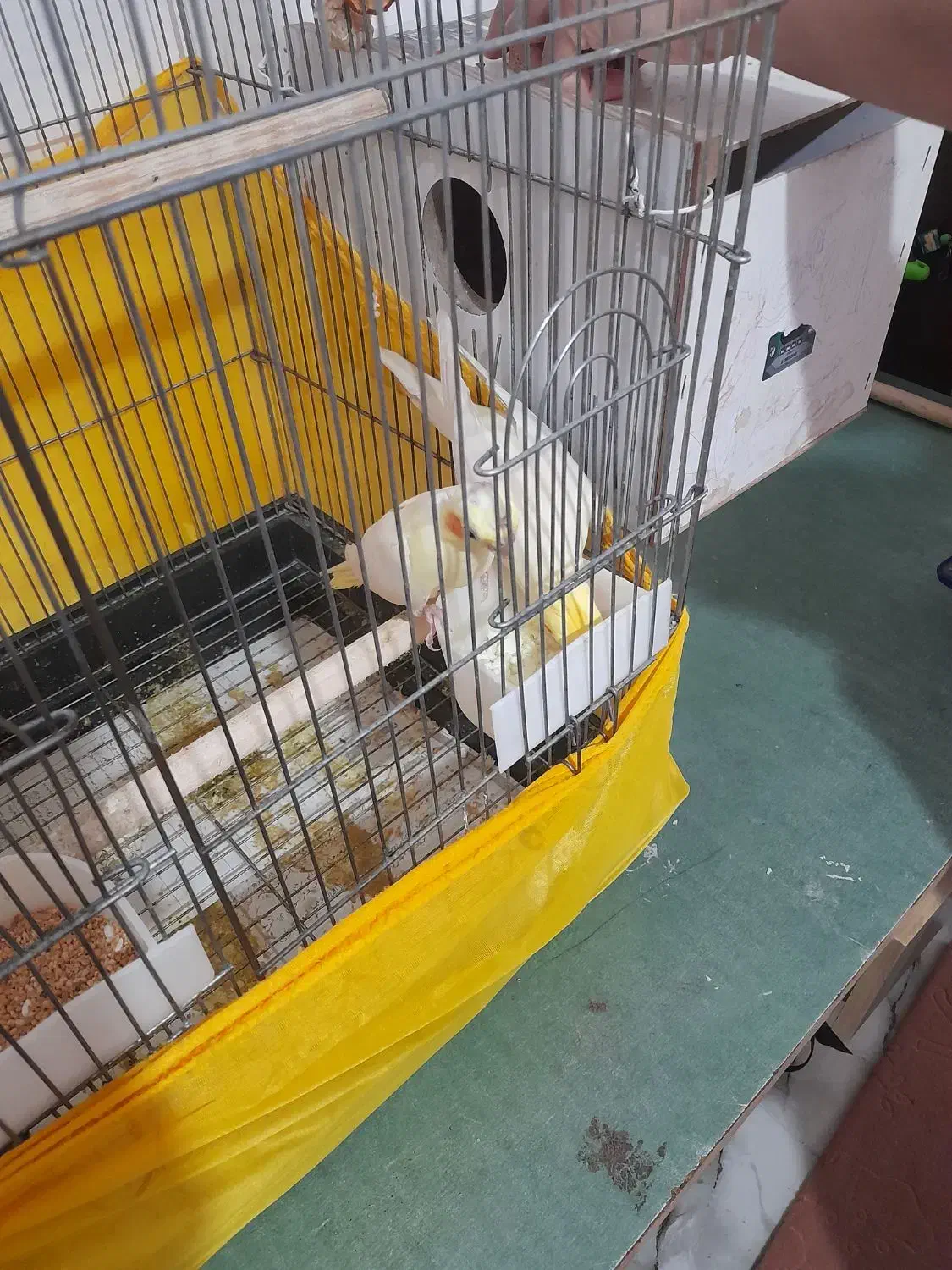 عروس هلندی نر وماده مولد به همراه تمام وسایل|پرنده|مشگین شهر, |دیوار