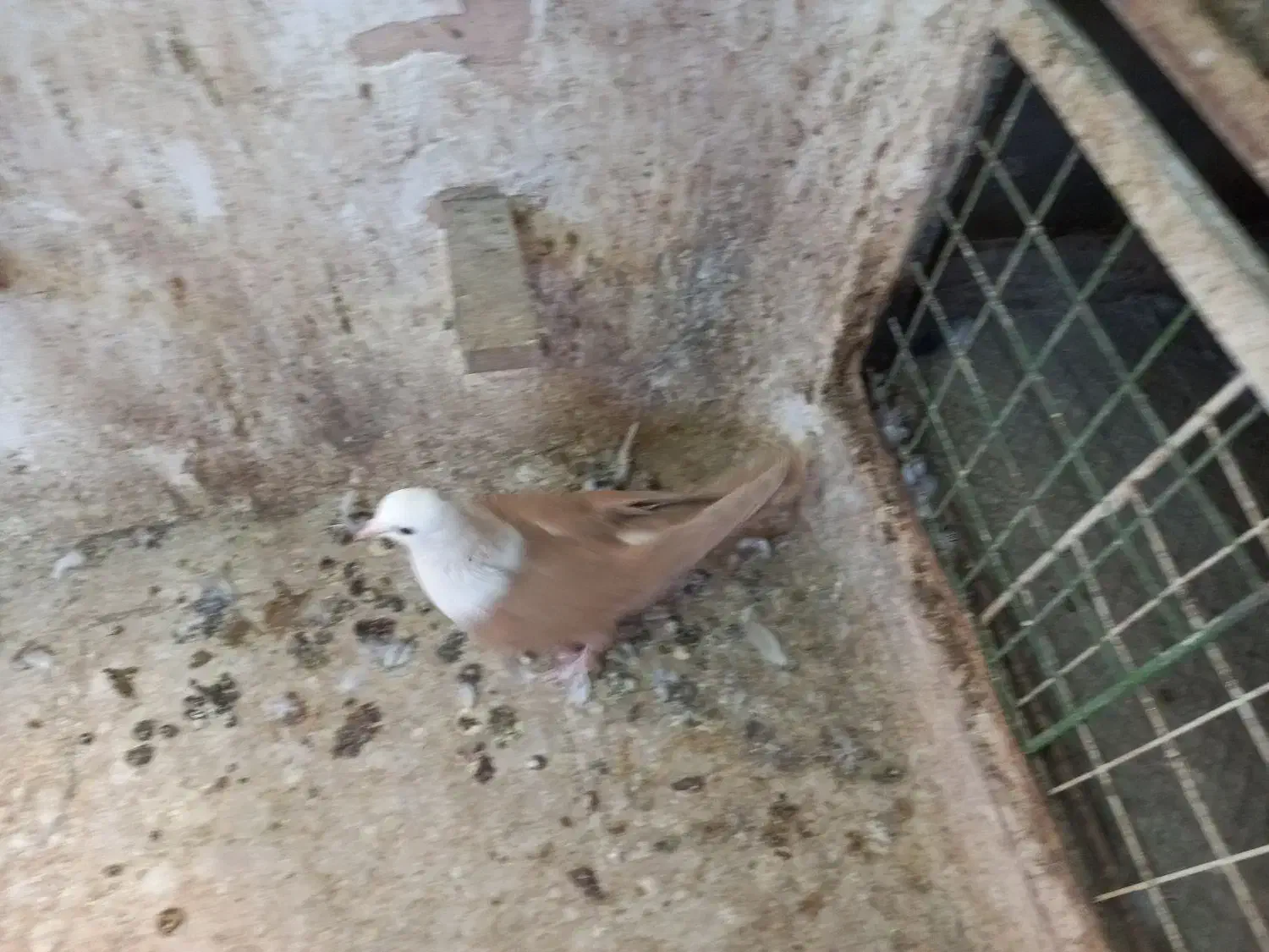 کبوتران آس|پرنده|سبزوار, جهاد کشاورزی|دیوار