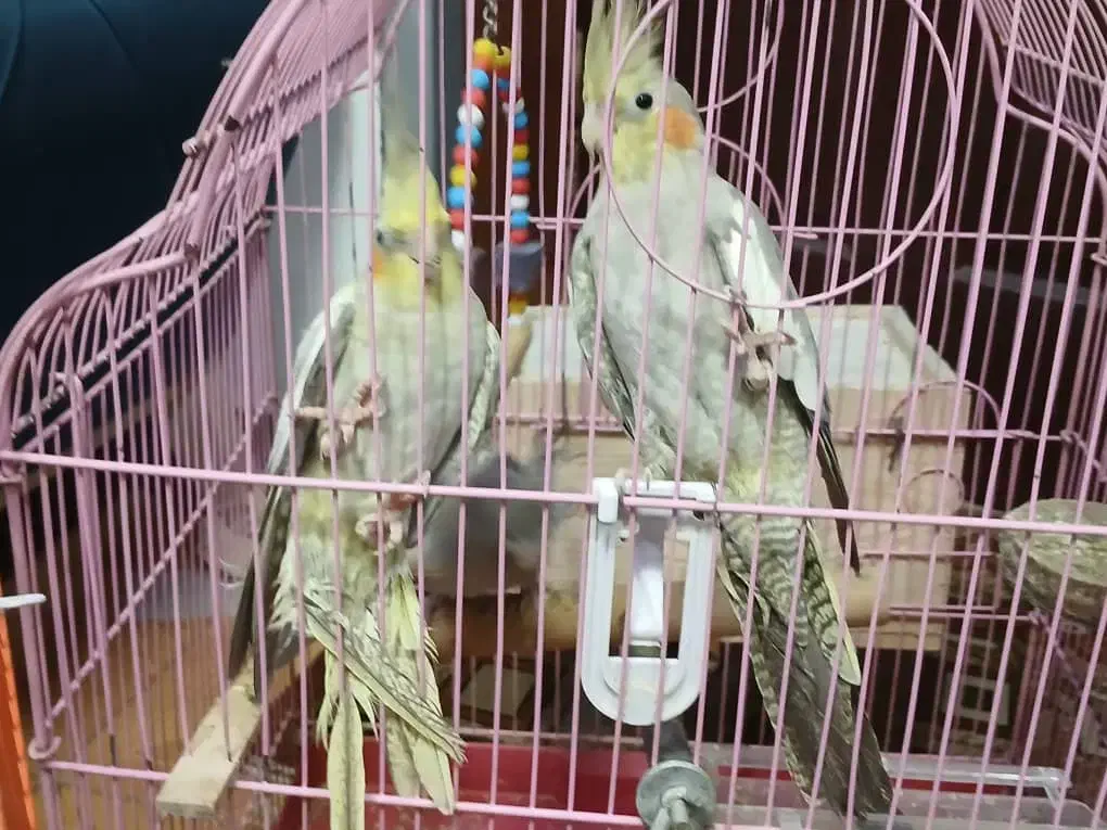 عروس هلندی|پرنده|رشت, حمیدیان|دیوار