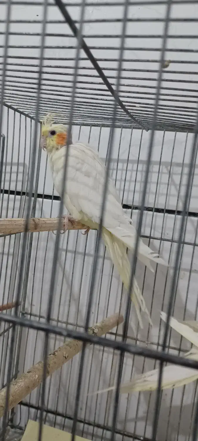 ۳عدد عروس سالم جوان|پرنده|قم, کیوانفر|دیوار