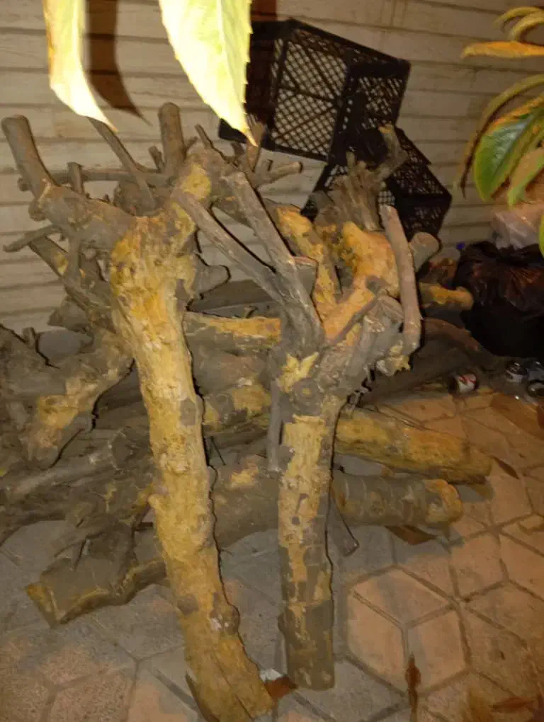 خریدار و برشکار چوب شما در سراسر استان هستم|خدمات باغبانی و درختکاری|بوشهر, |دیوار