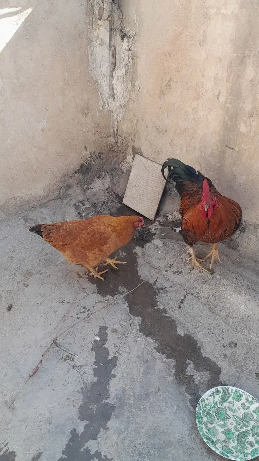 خروس و مرغ|حیوانات مزرعه|بهارستان, |دیوار