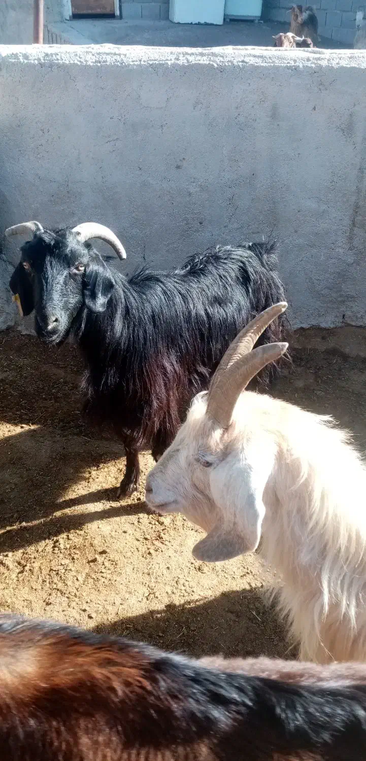 حیوانات مزرعه|حیوانات مزرعه|مرودشت, مجد آباد|دیوار