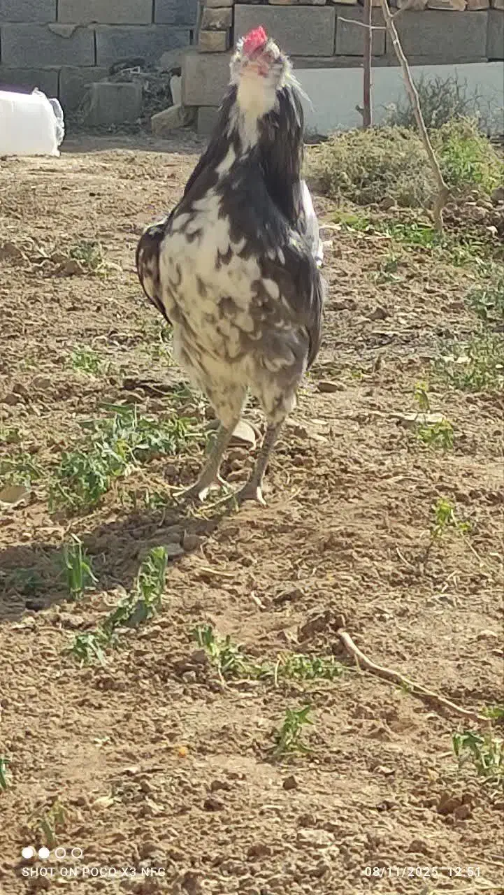 خروس جوان گلین پنگوئنی|حیوانات مزرعه|شاهین‌شهر, عطار|دیوار