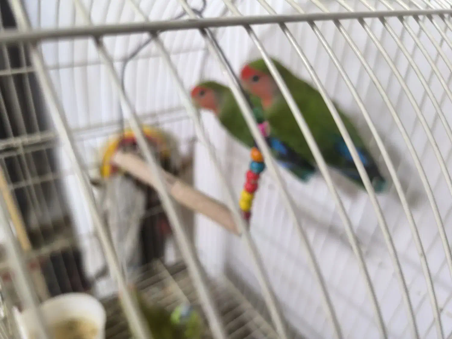 ۳عدد طوطی برزیلی|پرنده|چهاردانگه (تهران), |دیوار