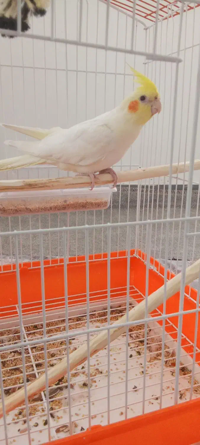 طوطی|پرنده|شاهین دژ, |دیوار