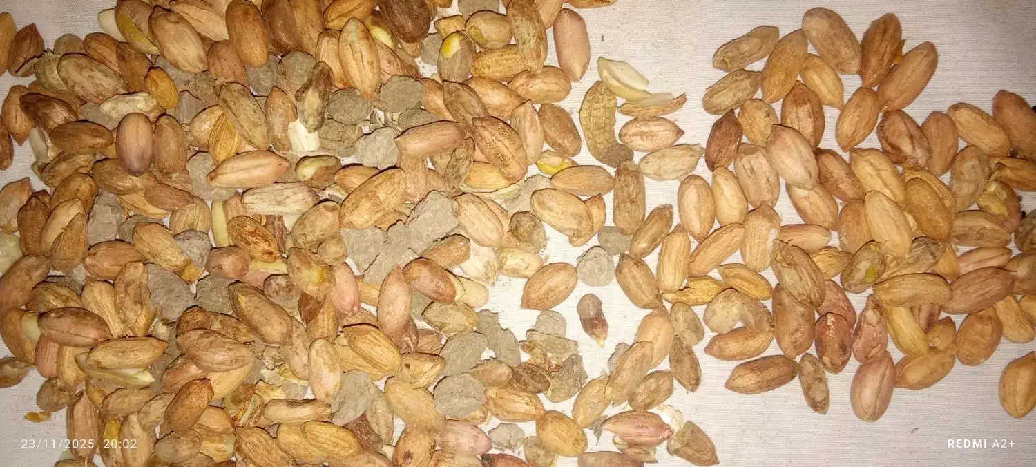 بادام زمینی|خوردنی و آشامیدنی|پاکدشت, شهرک امام رضا|دیوار