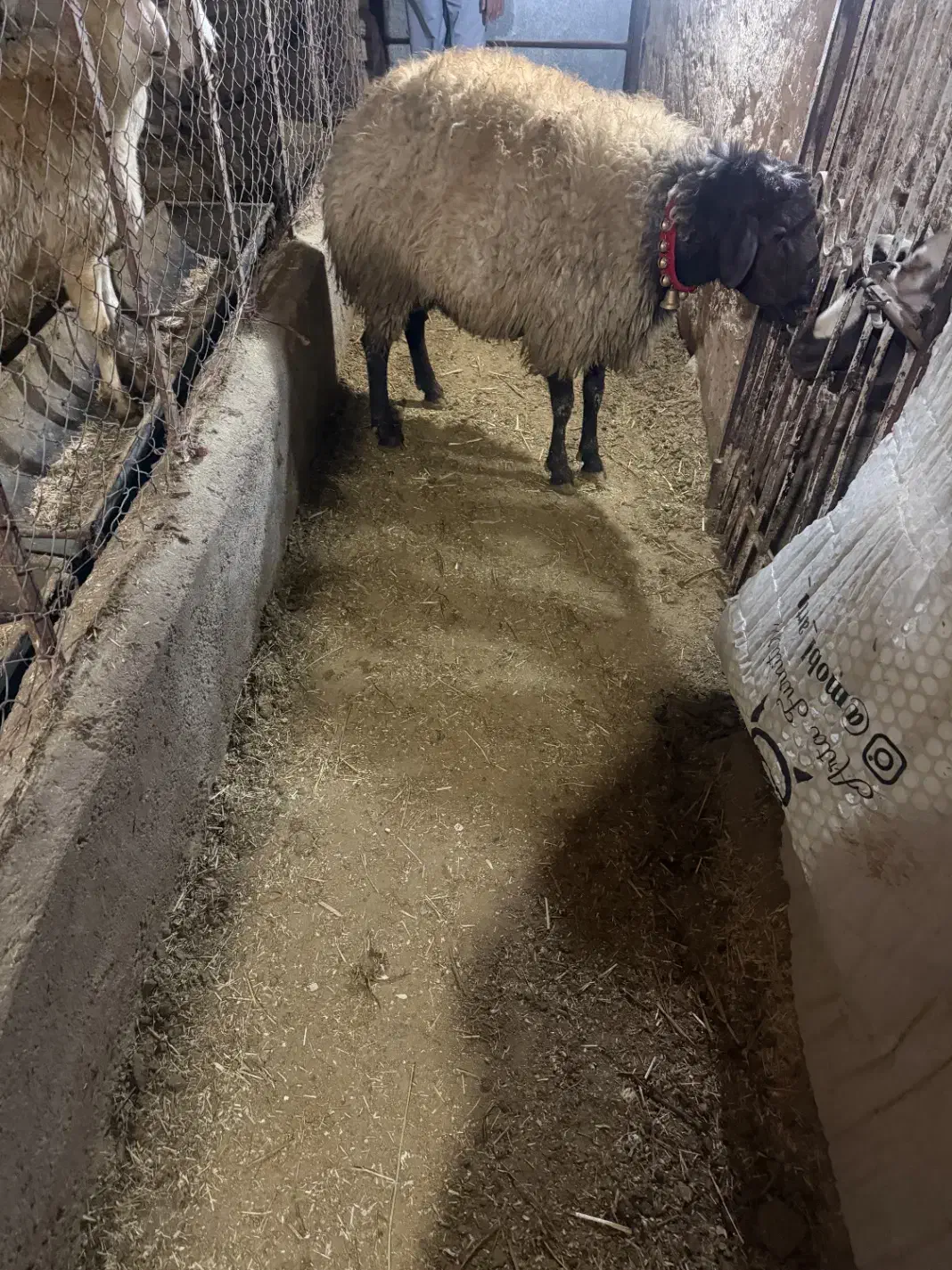 قوچ افشاری|حیوانات مزرعه|خوانسار, |دیوار