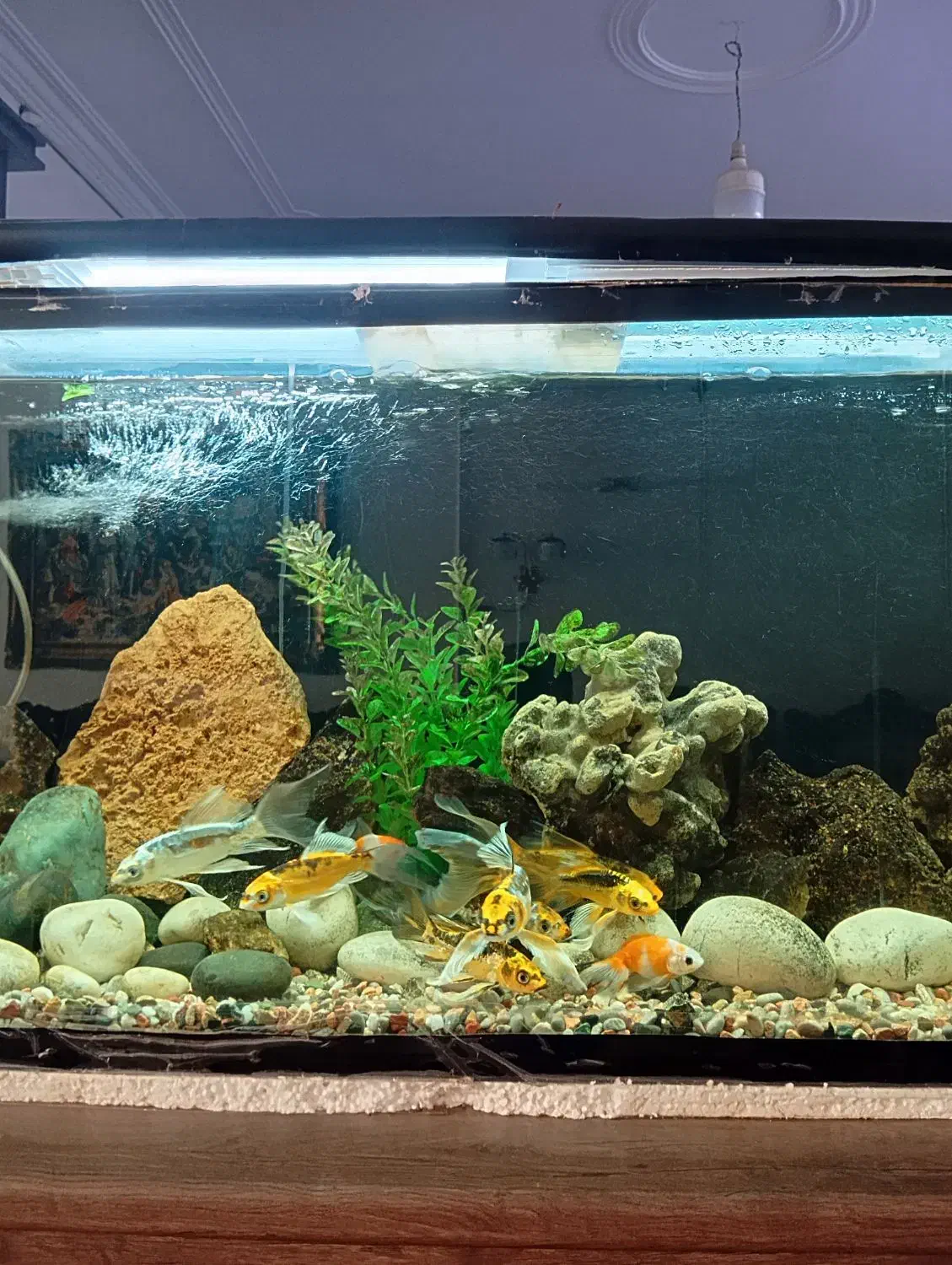 آکواریوم با ماهی وسایل کامل فروشی|ماهی|بروجرد, |دیوار