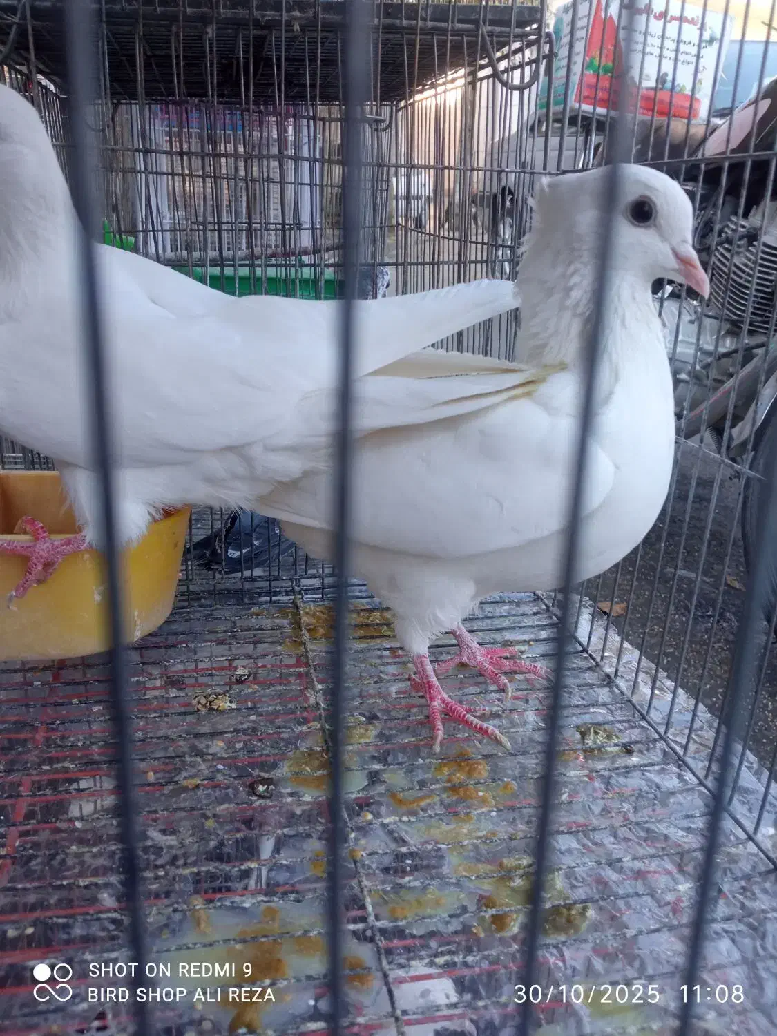 کبوتر|پرنده|سردشت, |دیوار