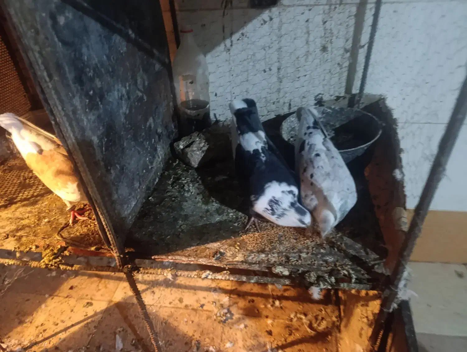 کبوتر فروشی|پرنده|بیرجند, |دیوار