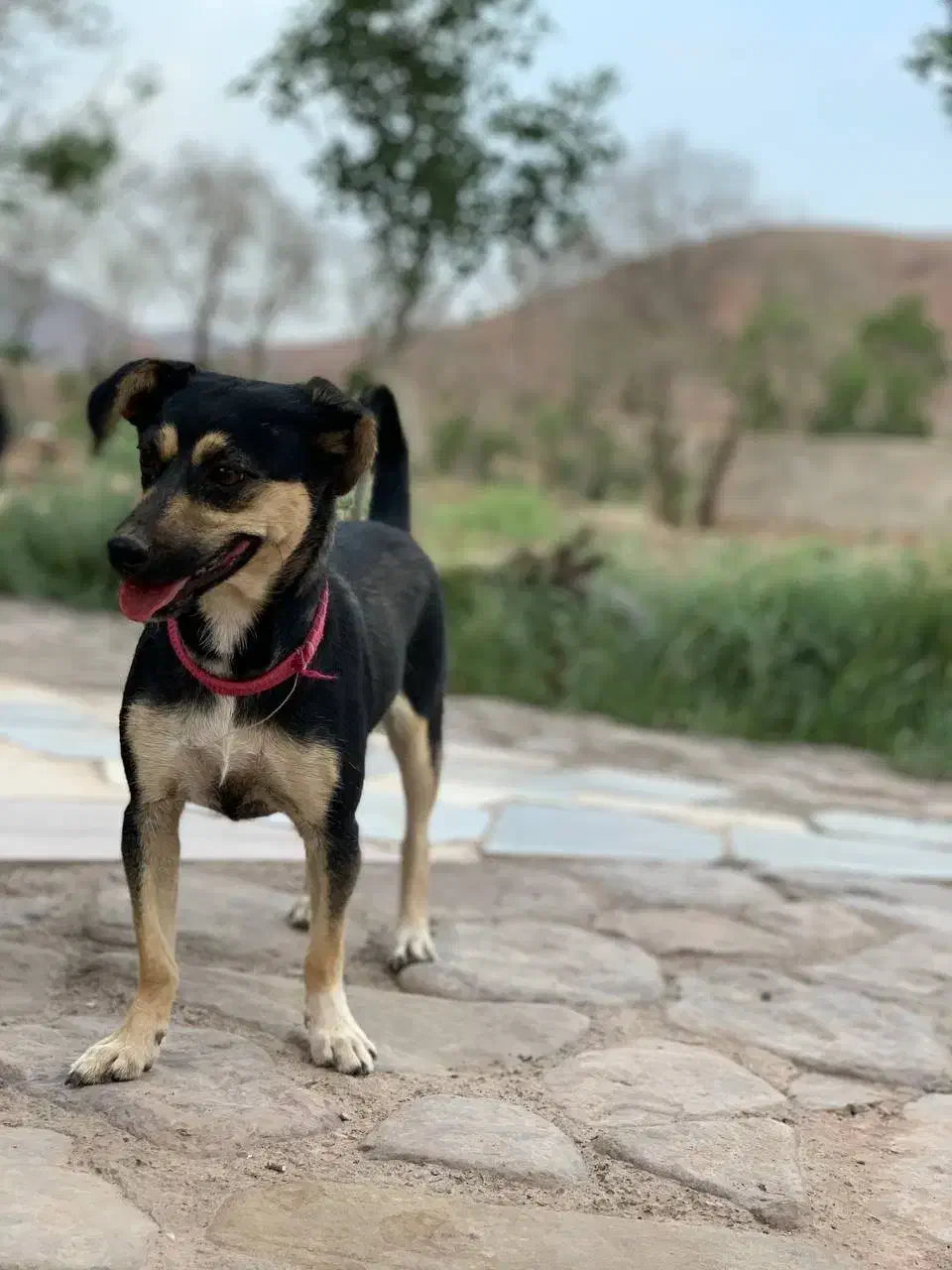 سگ ماده|سگ|تربت‌حیدریه, قائم|دیوار