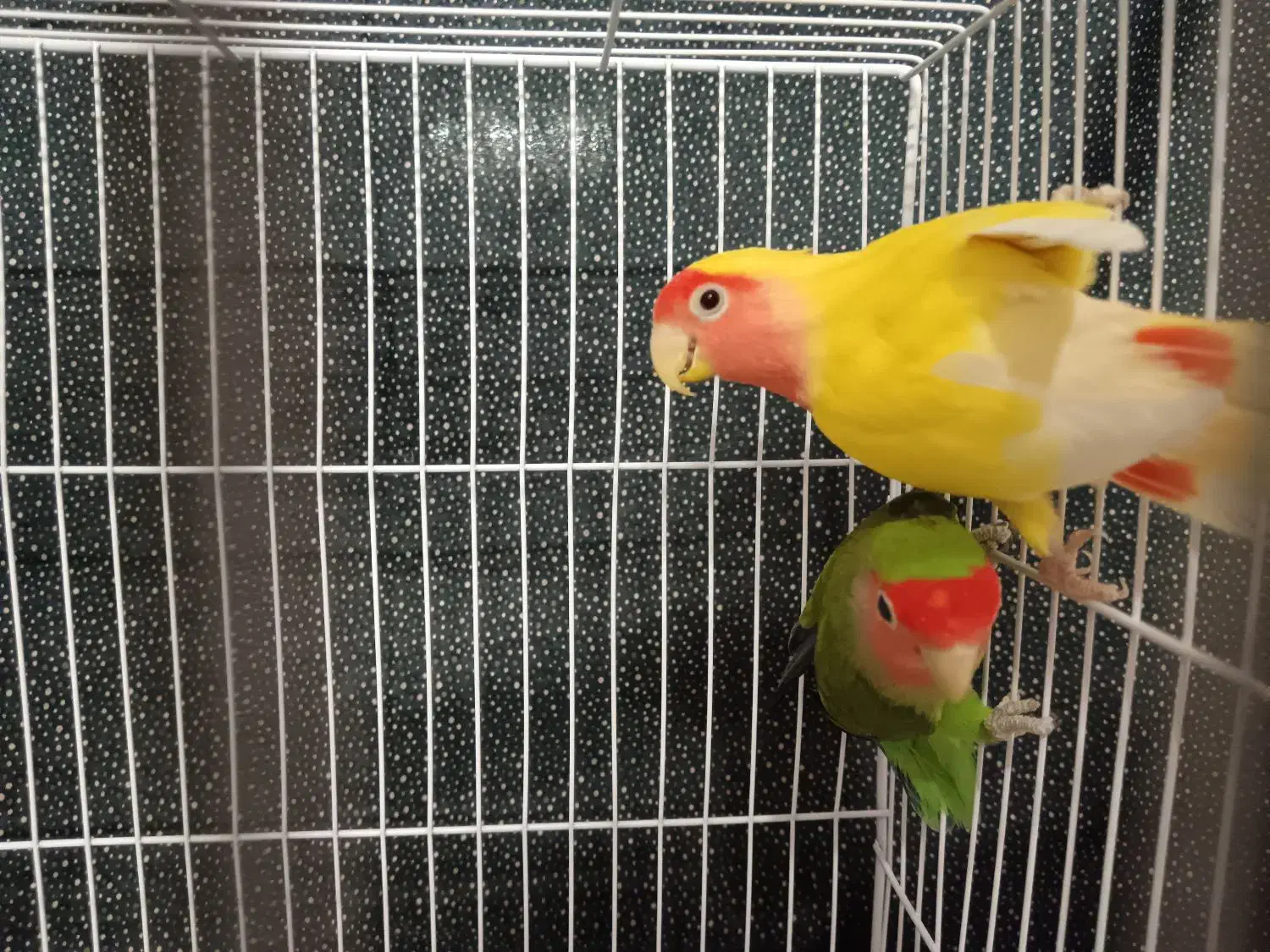 جفت کوتوله صورت هلویی|پرنده|مشهد, حجت|دیوار