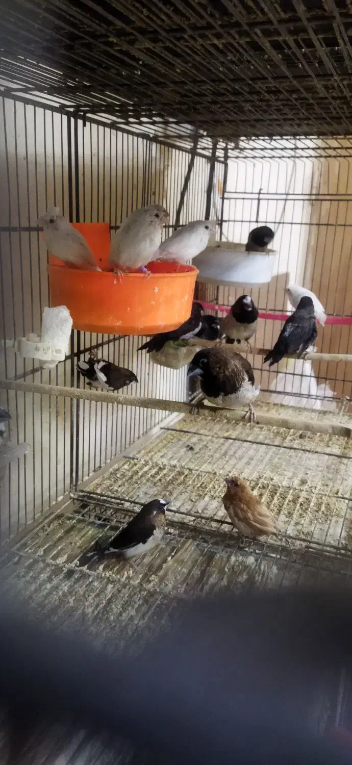 فنچ بنگالی|پرنده|سبزوار, ابوریحان|دیوار