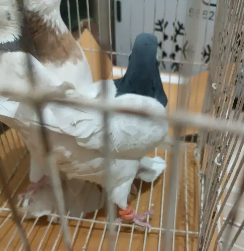 کفتر یال|پرنده|یزد, |دیوار