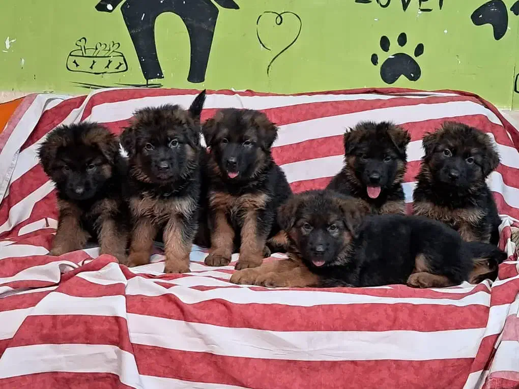 ژرمن کینگ تمام مشکی و توله دورنگ نر و ماده|سگ|تهران, خلیج فارس|دیوار