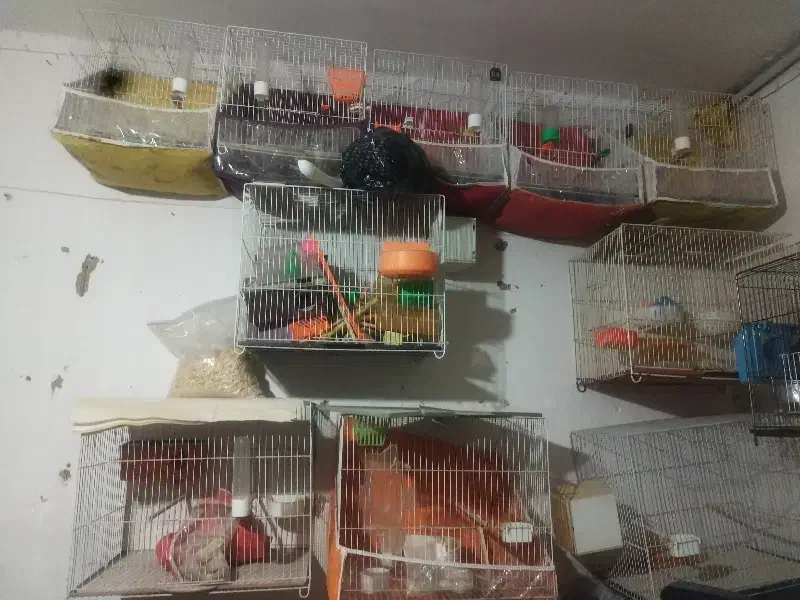 قفس|لوازم جانبی حیوانات|مشهد, عیدگاه|دیوار