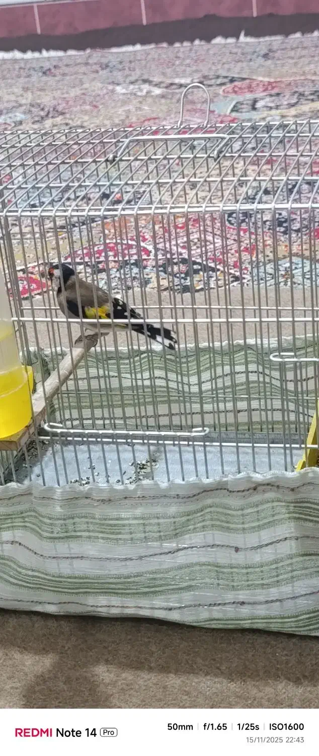 سهره نر|پرنده|خرمآباد, |دیوار