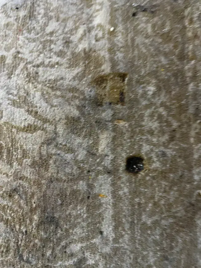 دو فرش ۱۲متری ۱۰۰۰شانه|فرش|آمل, |دیوار