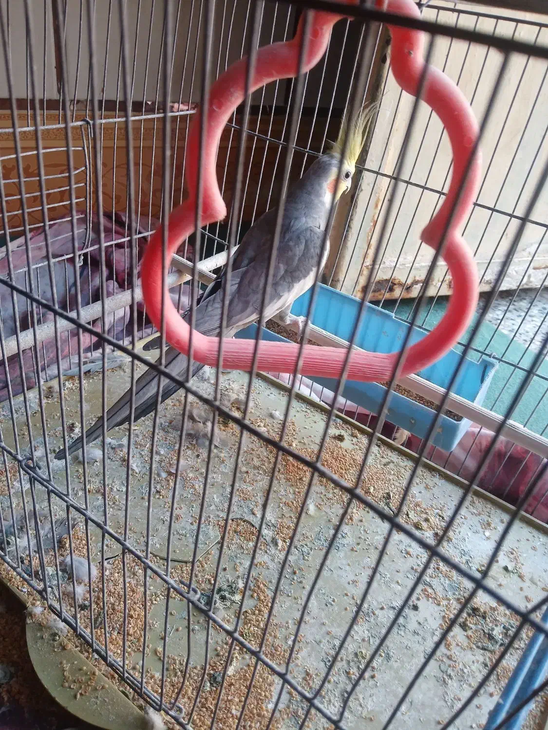 یک عدد عروس پاریس نره برای فروشی|پرنده|کارون, |دیوار