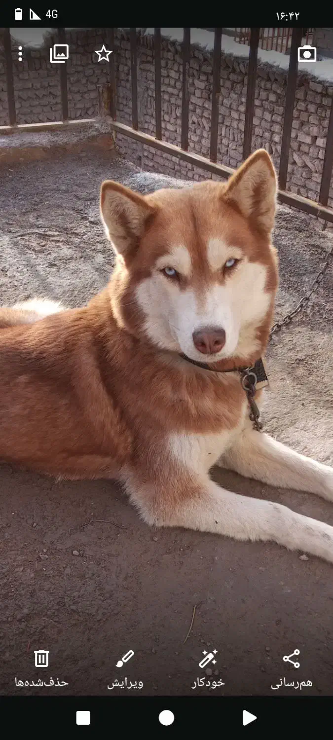 سگ هاسکی|سگ|نیشابور, فضل|دیوار