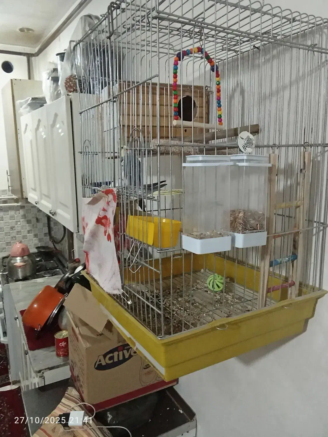 عروس هلند مولدبا قفس|پرنده|قرچک, داوود آباد|دیوار