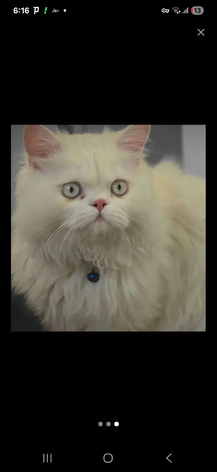 گربه صورت عروسکی ناب نر|گربه|قم, شهرک امام حسن|دیوار