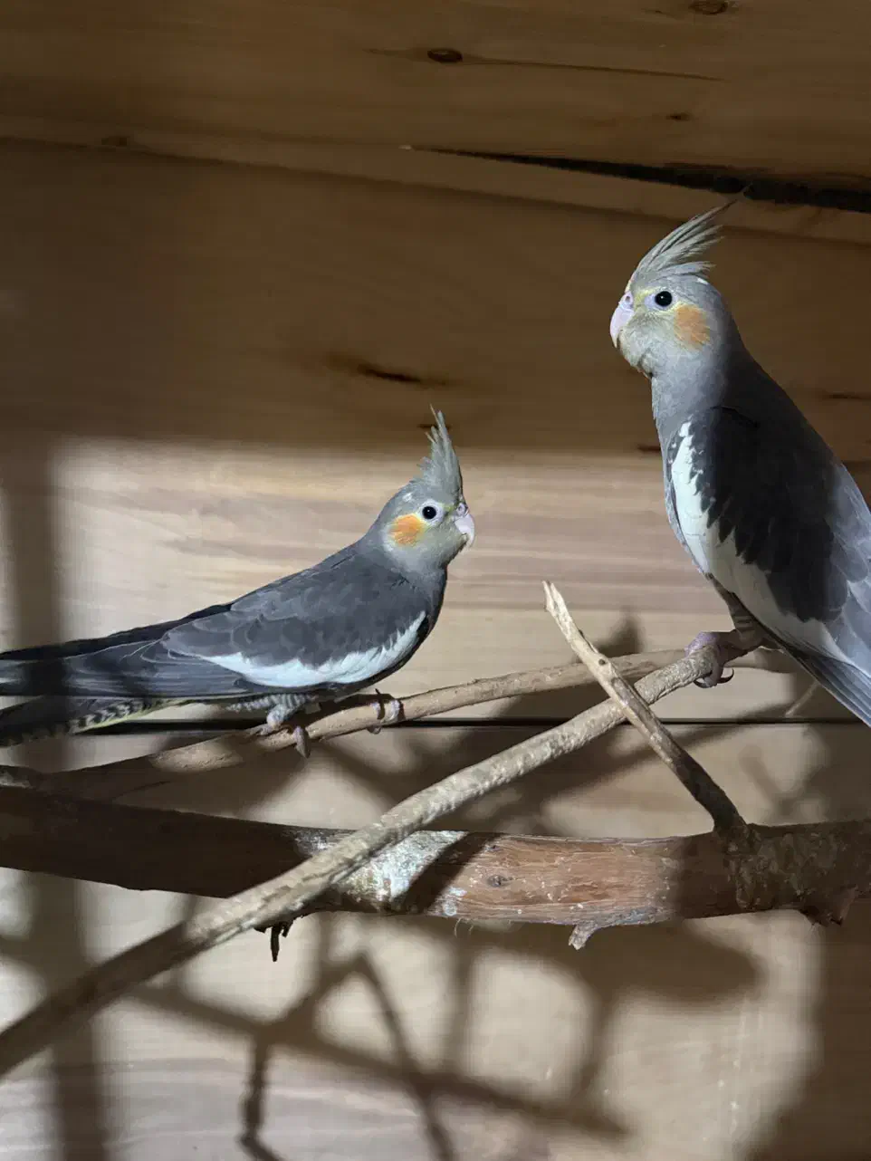 عروس هلندی|پرنده|برازجان, |دیوار